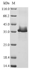 (Tris-Glycine gel) Discontinuous SDS-PAGE (reduced) with 5% enrichment gel and 15% separation gel.
