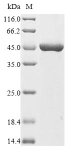 (Tris-Glycine gel) Discontinuous SDS-PAGE (reduced) with 5% enrichment gel and 15% separation gel.
