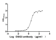 Measured by its binding ability in a functional ELISA. Immobilized Mouse Dsg3 at 5 μg/mL can bind Anti-DSG3 recombinant antibody, the EC50 is 2.624-3.182 μg/mL.