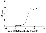 Measured by its binding ability in a functional ELISA. Immobilized MSLN at 2 μg/ml can bind Anti-MSLN rabbit monoclonal antibody, the EC50 of the MSLN protein is 2.657-3.177 ng/ml.