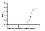 Measured by its binding ability in a functional ELISA. Immobilized human ACE2 at 2 μg/ml can bind Biotinylated-SARS-CoV-2-S1-RBD (RPC27935), the EC50 is 5.087-7.050 ng/ml.