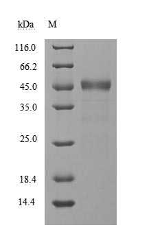 (Tris-Glycine gel) Discontinuous SDS-PAGE (reduced) with 5% enrichment gel and 15% separation gel.
