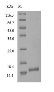 (Tris-Glycine gel) Discontinuous SDS-PAGE (reduced) with 5% enrichment gel and 15% separation gel. Predicted band size: 13.9 kDa
Observed band size: 15 kDa due to molecular structure of protein
