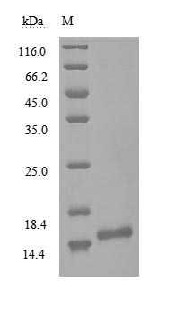 (Tris-Glycine gel) Discontinuous SDS-PAGE (reduced) with 5% enrichment gel and 15% separation gel. Predicted band size: 13.9 kDa
Observed band size: 15 kDa due to molecular structure of protein