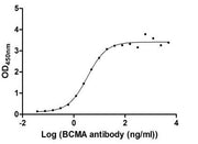 Measured by its binding ability in a functional ELISA. Immobilized BCMA at 2 μg/ml can bind Anti-BCMA recombinant antibody, the EC50 of human BCMA protein is 1.912-2.488 ng/ml.
