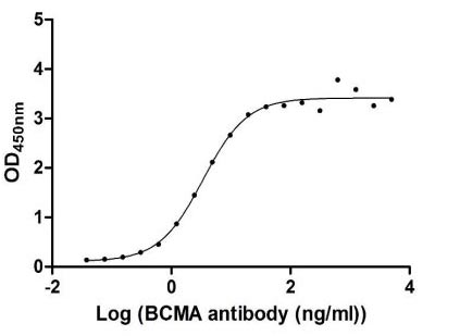 Measured by its binding ability in a functional ELISA. Immobilized BCMA at 2 μg/ml can bind Anti-BCMA recombinant antibody, the EC50 of human BCMA protein is 1.912-2.488 ng/ml.