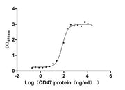 Measured by its binding ability in a functional ELISA. Immobilized SIRPA at 2 μg/ml can bind human CD47, the EC50 of human CD47 protein is 65.91-82.42 ng/ml. Human SIRPA protein His/Myc tag captured on COOH chip can bind Human CD47 protein Fc tag (RPC28043) with an affinity constant of 19.1 nM as detected by LSPR Assay.