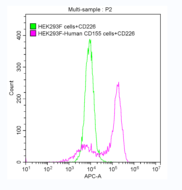 FACS assay shows that Human CD226 can bind to 293F cell overexpressing human CD155.