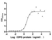 Measured by its binding ability in a functional ELISA. Immobilized TNFSF11 at 10 μg/ml can bind human TNFRSF11B, the EC50 is 2.651-7.646 ng/ml.