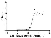 Measured by its binding ability in a functional ELISA. Immobilized MUC16 at 10 μg/ml can bind MSLN, the EC50 is 460.7-662.2 ng/ml.
