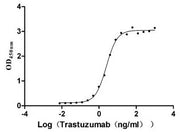 Measured by its binding ability in a functional ELISA. Immobilized HER2 at 2 μg/ml can bind Trastuzumab, the EC50 is 2.179-2.825 ng/ml.