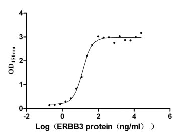 Measured by its binding ability in a functional ELISA. Immobilized NRG1 at 2 μg/ml can bind human ERBB3, the EC50 is 12.32-15.74 ng/ml.