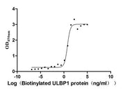 Measured by its binding ability in a functional ELISA. Immobilized KLRK1 at 10 μg/ml can bind human Biotinylated ULBP1, the EC50 is 4.254-7.295 ng/ml.