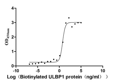 Measured by its binding ability in a functional ELISA. Immobilized KLRK1 at 10 μg/ml can bind human Biotinylated ULBP1, the EC50 is 4.254-7.295 ng/ml.