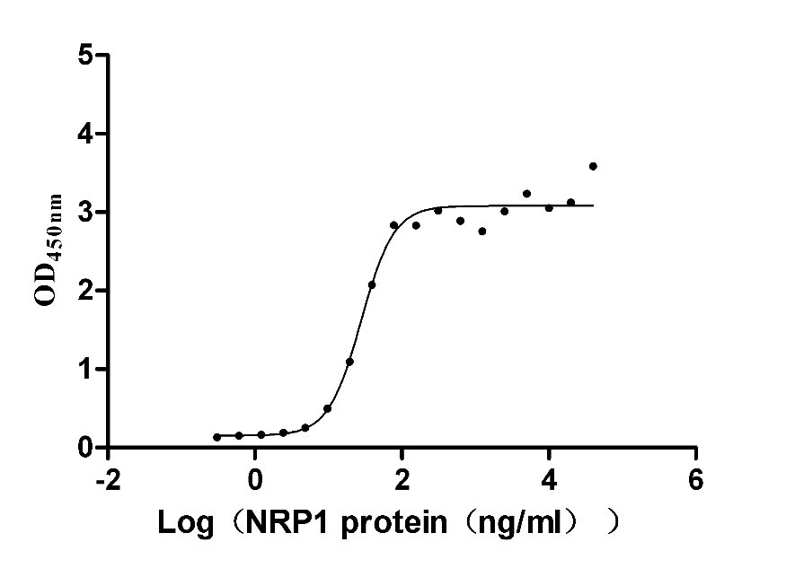 Measured by its binding ability in a functional ELISA. Immobilized human VEGF165 at 2 μg/ml can bind human NRP1, the EC50 is 22.68-34.55 ng/ml.