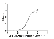 Measured by its binding ability in a functional ELISA. Immobilized human SEMA4D at 5 μg/mL can bind human PLXNB1, the EC50 is 0.8179-1.357 μg/mL.