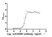 Measured by its binding ability in a functional ELISA. Immobilized ROR1 at 2 μg/mL can bind anti-ROR1 antibody, the EC50 is 0.2450-0.3416 ng/mL.