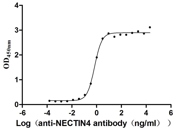 Measured by its binding ability in a functional ELISA. Immobilized NECTIN4 at 2 μg/mL can bind anti-NECTIN4 antibody (enfortumab vedotin-like）, the EC50 is 0.6029-0.7837 ng/mL.