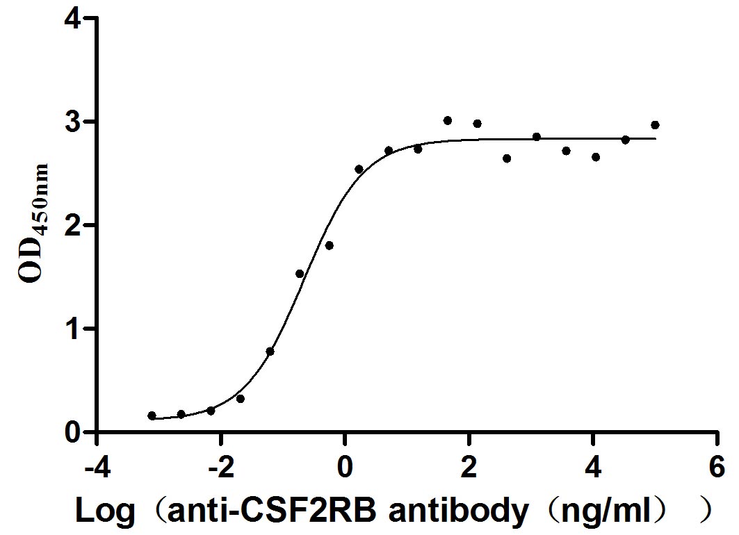 Measured by its binding ability in a functional ELISA. Immobilized CSF2RB at 2 μg/mL can bind anti-CSF2RB antibody, the EC50 is 0.1594-0.3046 ng/mL.