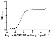 Measured by its binding ability in a functional ELISA. Immobilized CSF2RB at 2 μg/mL can bind anti-CSF2RB antibody, the EC50 is 0.1594-0.3046 ng/mL.