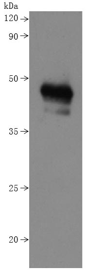 RPC28110 is detected by Mouse anti-6*His monoclonal antibody.