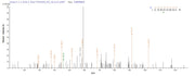 Based on the SEQUEST from database of E.coli host and target protein, the LC-MS/MS Analysis result of RPC28271 could indicate that this peptide derived from E.coli-expressed Halobacterium salinarum (strain ATCC 29341 / DSM 671 / R1) btuD.
