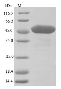 (Tris-Glycine gel) Discontinuous SDS-PAGE (reduced) with 5% enrichment gel and 15% separation gel.