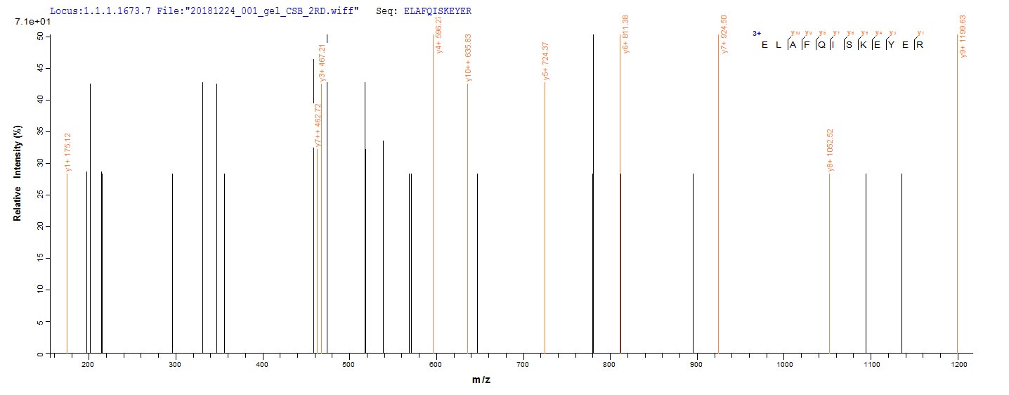 Based on the SEQUEST from database of E.coli host and target protein, the LC-MS/MS Analysis result of RPC28318 could indicate that this peptide derived from E.coli-expressed Homo sapiens (Human) DDX39B.