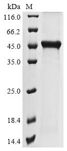 (Tris-Glycine gel) Discontinuous SDS-PAGE (reduced) with 5% enrichment gel and 15% separation gel.