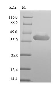 (Tris-Glycine gel) Discontinuous SDS-PAGE (reduced) with 5% enrichment gel and 15% separation gel.