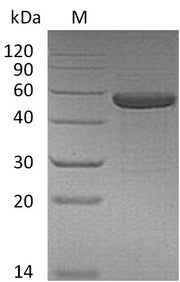 SDS-PAGE