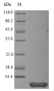 SDS-PAGE