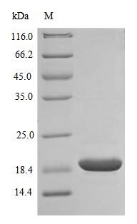 SDS-PAGE
