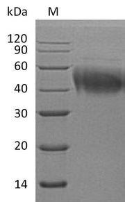 SDS-PAGE