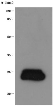 Western Blot