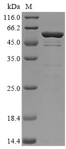 SDS-PAGE