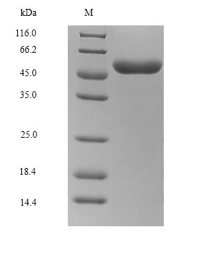 SDS-PAGE