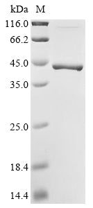 SDS-PAGE