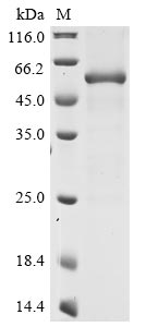 SDS-PAGE