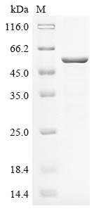 SDS-PAGE