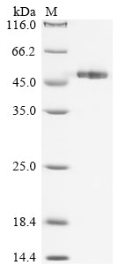 SDS-PAGE