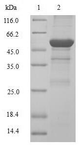 SDS-PAGE