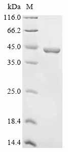 SDS-PAGE