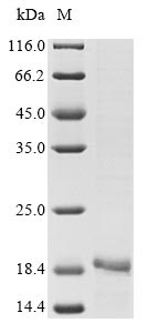 SDS-PAGE