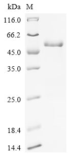 SDS-PAGE