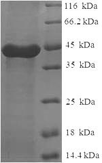 SDS-PAGE