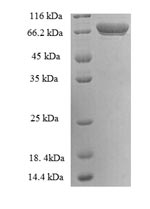 SDS-PAGE