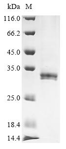 SDS-PAGE