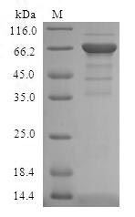 SDS-PAGE