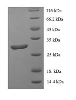 SDS-PAGE